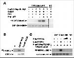 Cdc37 Antibody in Western Blot (WB)