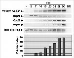 Cdc37 Antibody in Western Blot (WB)