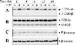 GSK3 alpha/beta Antibody in Western Blot (WB)