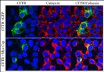 Calnexin Antibody in Immunocytochemistry (ICC/IF)