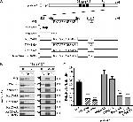 beta COP Antibody in Western Blot, Immunoprecipitation (WB, IP)