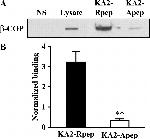 beta COP Antibody in Western Blot (WB)