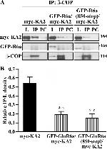 beta COP Antibody in Western Blot, Immunoprecipitation (WB, IP)