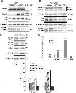 BACE1 Antibody in Western Blot (WB)