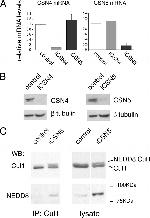 Cullin 1 Antibody in Western Blot, Immunoprecipitation (WB, IP)