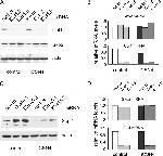 Cullin 1 Antibody in Western Blot (WB)