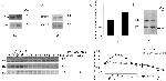 Phospho-GSK3B (Tyr216, Tyr279) Antibody in Western Blot (WB)