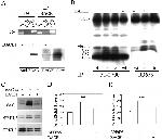 Amyloid Precursor Protein Antibody in Western Blot, Immunoprecipitation (WB, IP)