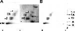 Ubiquitin Antibody in Western Blot (WB)