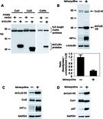 Cullin 1 Antibody in Western Blot (WB)