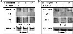 O-linked N-acetylglucosamine (O-GlcNAc) Antibody in Western Blot (WB)