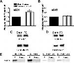 GluR2 Antibody in Western Blot, Immunoprecipitation (WB, IP)