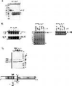 HIP Antibody in Western Blot (WB)