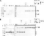 HIP Antibody in Western Blot (WB)