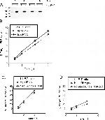 HIP Antibody in Western Blot (WB)