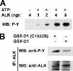 ALK Antibody in Western Blot, Immunoprecipitation (WB, IP)