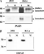 PCDGF Antibody in Western Blot (WB)