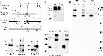 Triadin Antibody in Western Blot (WB)