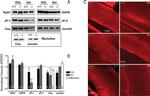 Calsequestrin Antibody in Western Blot, Immunohistochemistry (WB, IHC)