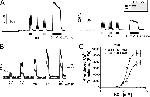 Triadin Antibody in Western Blot (WB)