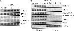 Phospho-GSK3B (Tyr216, Tyr279) Antibody in Western Blot (WB)