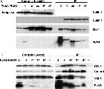 Cullin 1 Antibody in Western Blot (WB)