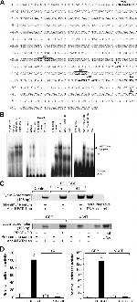 NFATC1 Antibody in ChIP Assay (ChIP)