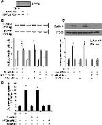 NFATC1 Antibody in Western Blot (WB)