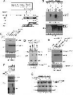 Cullin 1 Antibody in Western Blot (WB)