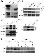 PLK1 Antibody in Western Blot, Immunoprecipitation (WB, IP)