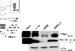 VDAC Antibody in Western Blot (WB)