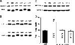 Phospholamban Antibody in Western Blot (WB)