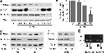 NFAT5 Antibody in Western Blot (WB)