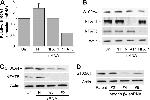 NFAT5 Antibody in Western Blot (WB)