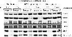 SRC Antibody in Western Blot (WB)