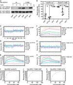 GST Tag Antibody in Western Blot (WB)