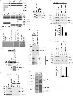 ELMO1 Antibody in Western Blot (WB)