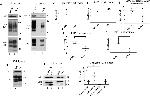 HSC70 Antibody in Western Blot (WB)