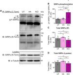 alpha Tubulin Antibody in Western Blot (WB)