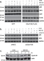 Actin Antibody in Western Blot (WB)