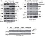 c-Jun Antibody in Western Blot (WB)