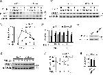 PPM1A Antibody in Western Blot (WB)