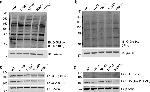 O-linked N-acetylglucosamine (O-GlcNAc) Antibody in Western Blot (WB)