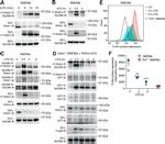 IRAK4 Antibody in Western Blot (WB)