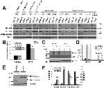 NDUFA9 Antibody in Western Blot (WB)