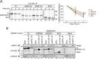 GANAB Antibody in Western Blot (WB)