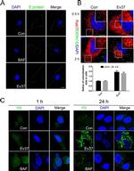 Dengue Virus Type 1-4 Antibody in Immunocytochemistry (ICC/IF)