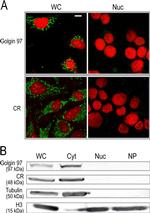 Golgin-97 Antibody in Western Blot, Immunocytochemistry (WB, ICC/IF)