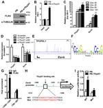 alpha Tubulin Antibody in Western Blot (WB)