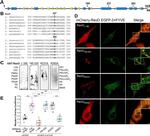 GST Tag Antibody in Western Blot (WB)